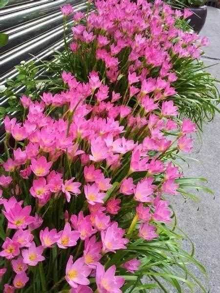 半日照全年開花植物 台灣 九 條龍脈